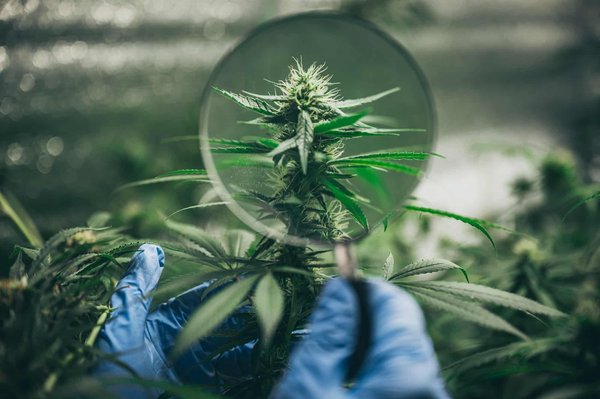 Quelles sont les étapes primordiales pour se procurer du cannabidiol ?